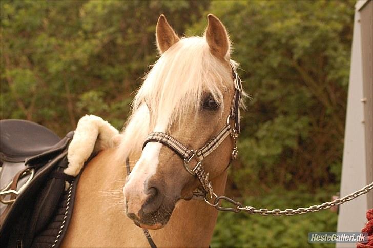 Palomino - Silver (B-PONY) [Tidl. hest] - 1) billede 1