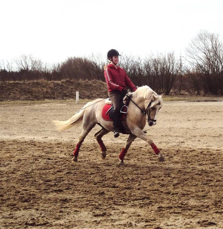 Palomino - Silver (B-PONY) [Tidl. hest] - 5) billede 5