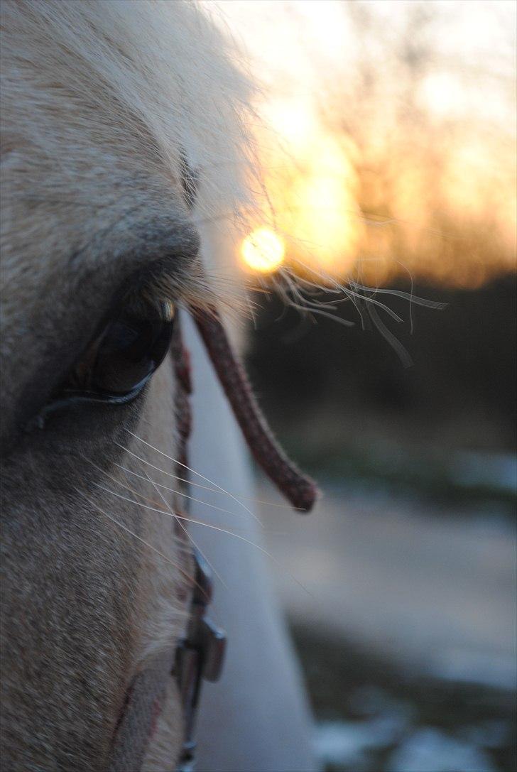 Palomino - Silver (B-PONY) [Tidl. hest] - 7) billede 7