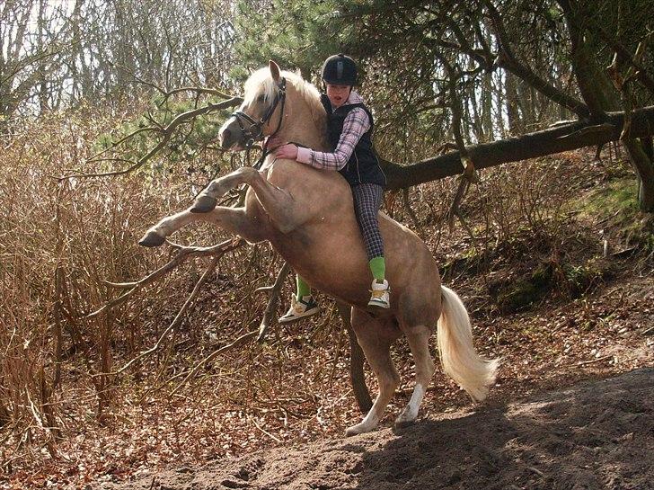 Palomino - Silver (B-PONY) [Tidl. hest] - 10) billede 10