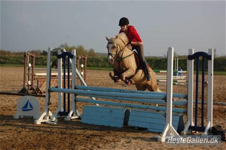 Palomino - Silver (B-PONY) [Tidl. hest] - 12) billede 12