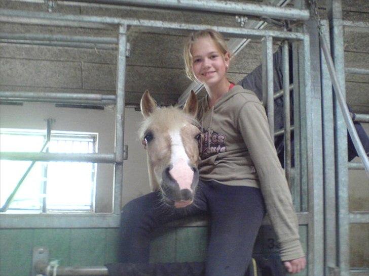 Palomino - Silver (B-PONY) [Tidl. hest] - 13) billede 13