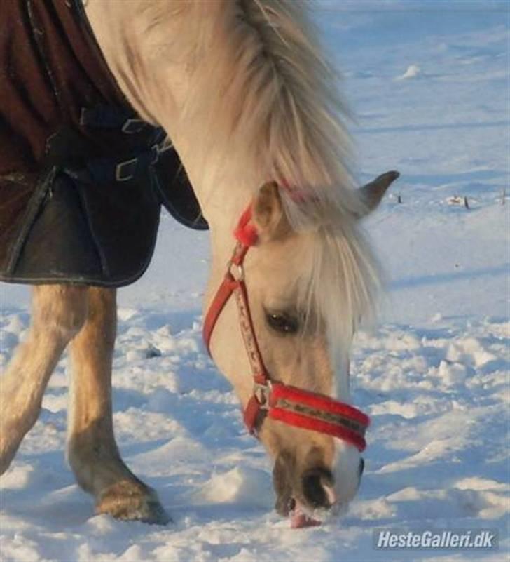 Palomino - Silver (B-PONY) [Tidl. hest] - 15) billede 15
