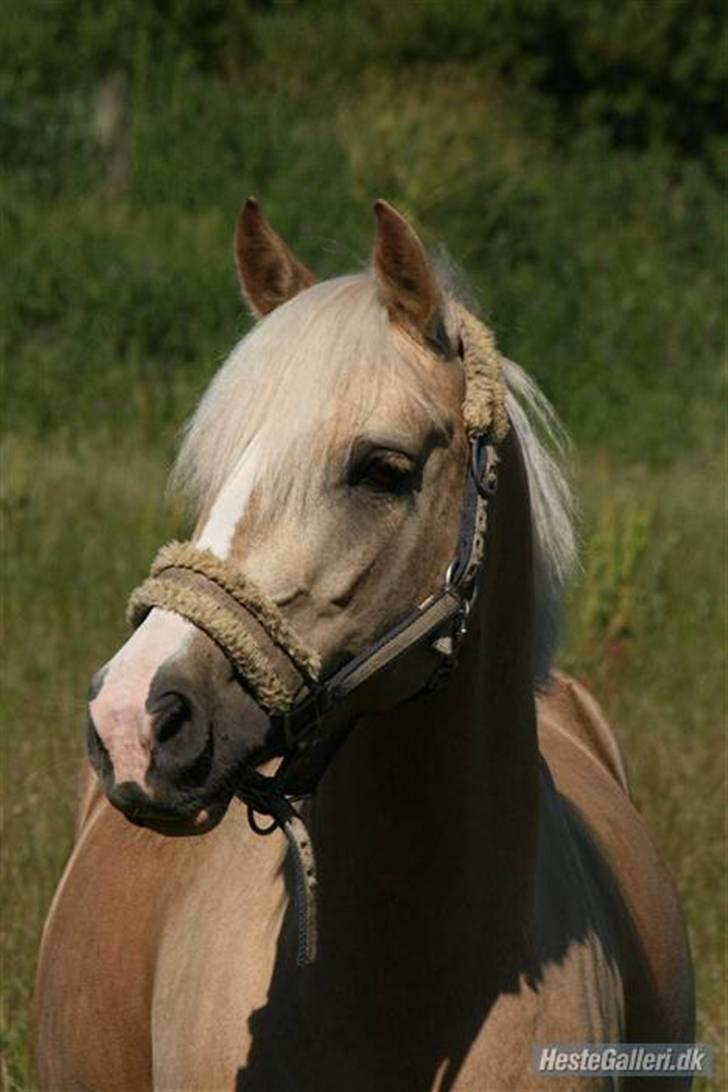 Palomino - Silver (B-PONY) [Tidl. hest] - 18) billede 18