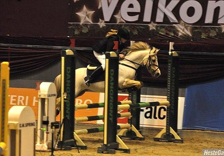 Palomino - Silver (B-PONY) [Tidl. hest] - 19) billede 19