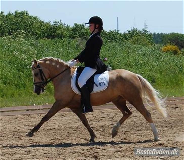 Palomino - Silver (B-PONY) [Tidl. hest] - 20) billede 20