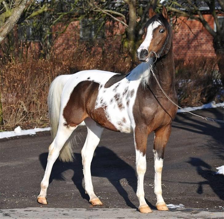 Pinto Araber SK Apollon - Foto Jani P billede 3