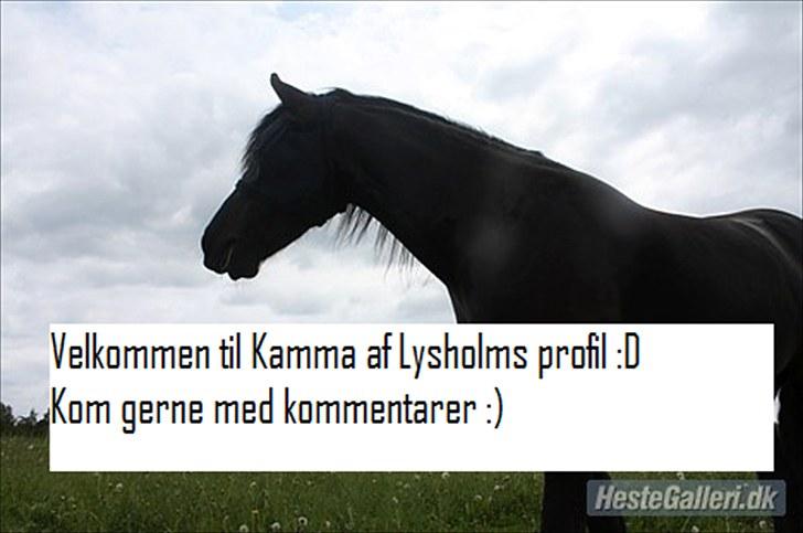 Frieser Kamma af Lysholm - velkommen :) her er Kamma en tidlig morgen på sommergræs.. billede 1