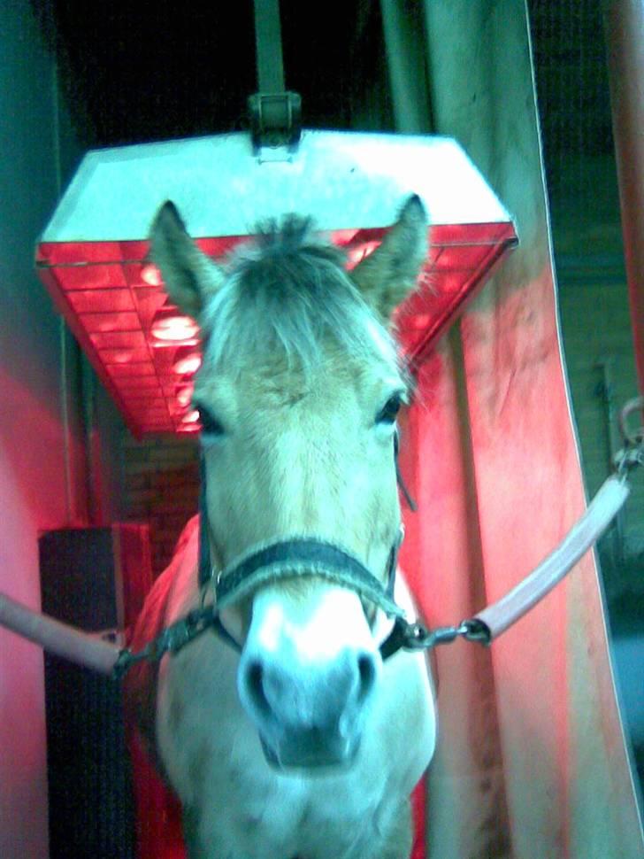 Fjordhest Tikki - Da tikki stod i pih her er hun i sol..... billede 1