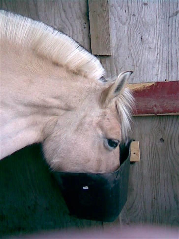 Fjordhest Tikki - Tikki der spiser en af de første dage hun var her hjemme.. billede 2