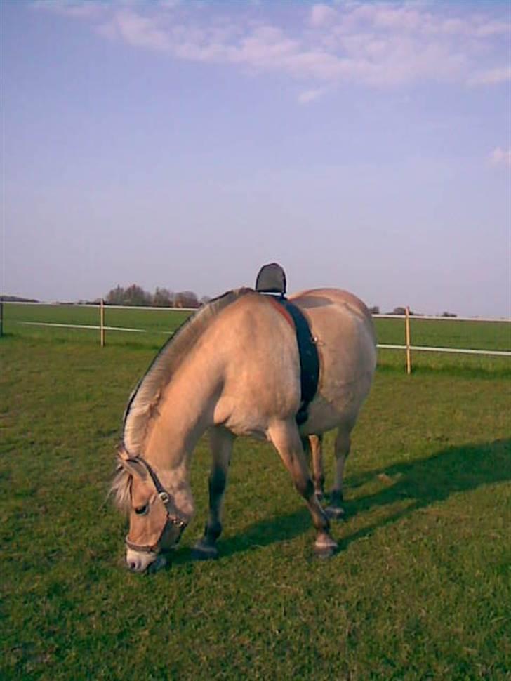 Fjordhest Tikki - Tikki inden hun skulle fole med sin folings alarm... billede 3