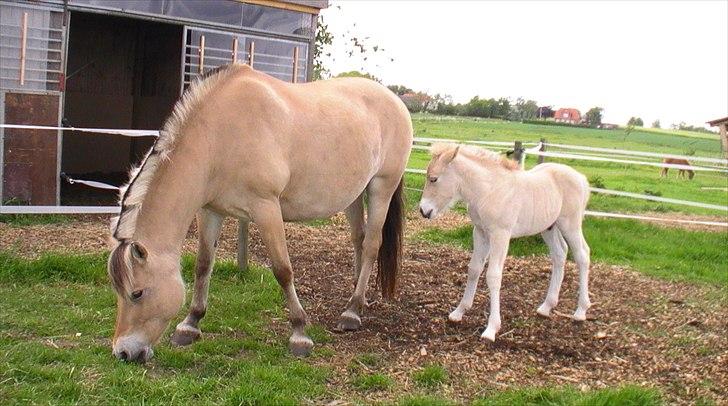 Fjordhest Tikki - Tikki og Triton på fold :) billede 4