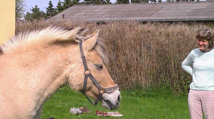Fjordhest Tikki - Tikki hjemme i haven (: billede 5