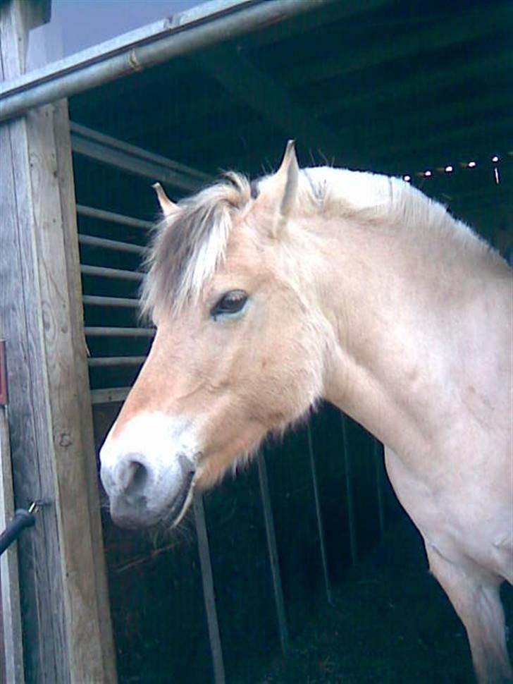 Fjordhest Tikki - LOVE YOU.... billede 6