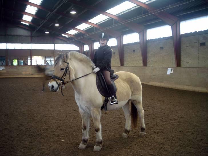 Fjordhest Tikki - Mig og tikki på pih det er meget lang tid siden lad vær med at kigge på mig.... billede 7