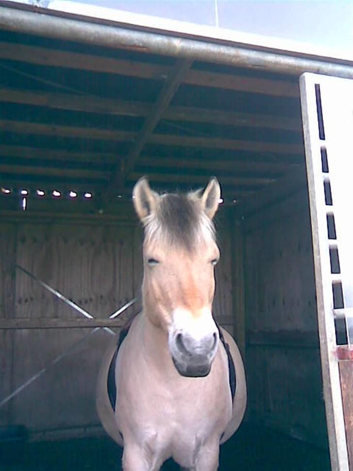 Fjordhest Tikki - Tikki tog sig lige en lille lur.... billede 8