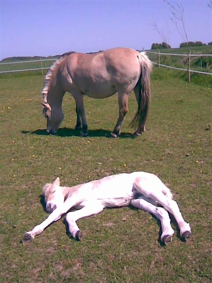 Fjordhest Tikki - Tikki tyk og fed nu er der snart føl..  =) billede 9