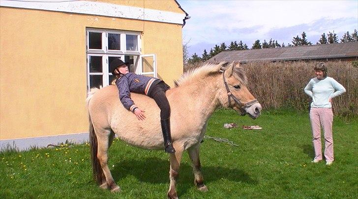 Fjordhest Tikki - Tikki hjemme i haven :) billede 10