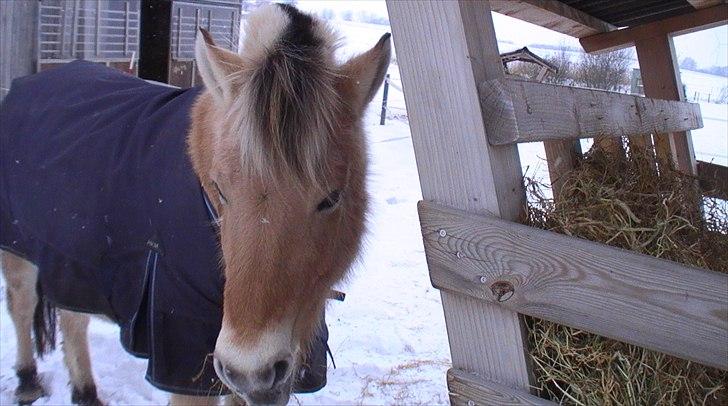 Fjordhest Tikki - Tikki vinter 2009 (: billede 11
