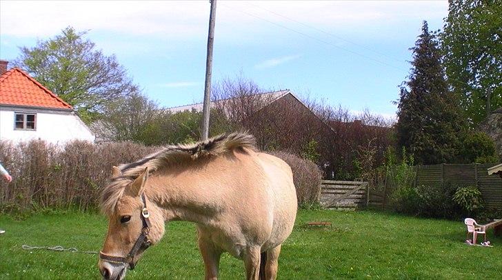 Fjordhest Tikki - Tikki hjemme i haven (: billede 12