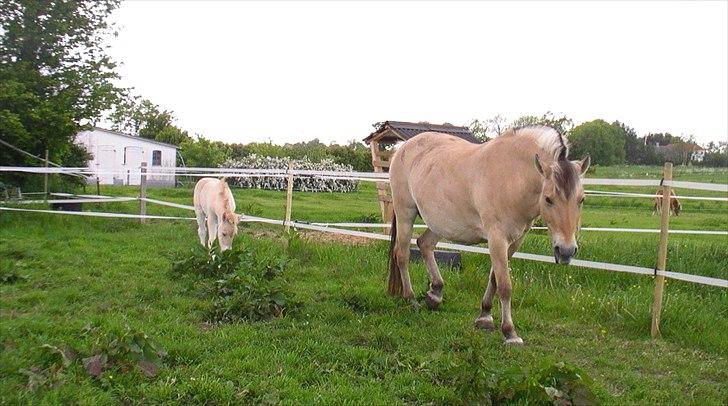 Fjordhest Tikki - Tikki på viser sit nye føl "Hübbe´s Torden Triton rundt på folden :) billede 13