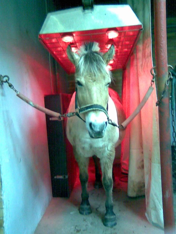 Fjordhest Tikki - Man er lige blevet lidt våd så er det godt Mille er så betænksom at jeg skal ind og tørre og varmes..  DEJLIGT billede 14