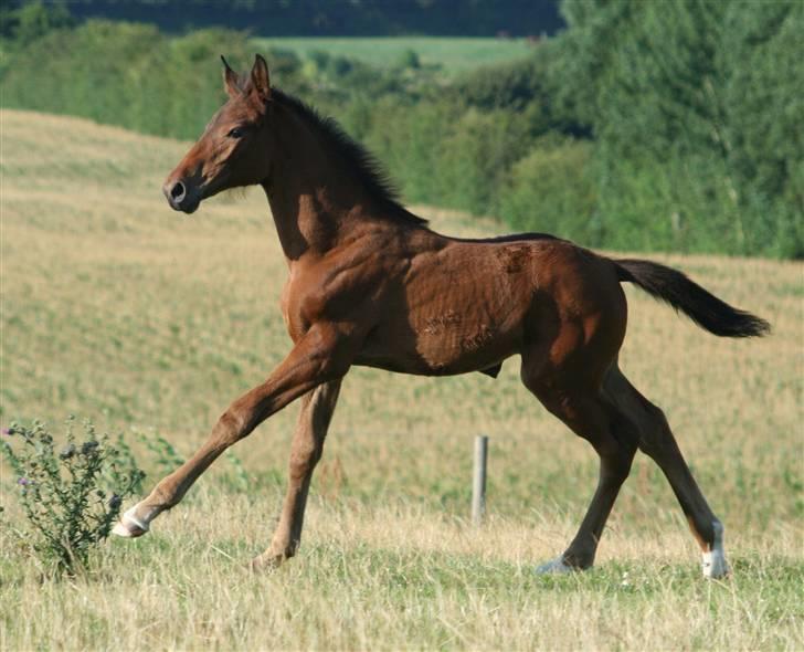 Dansk Varmblod Heartlight Sortebjerg billede 2