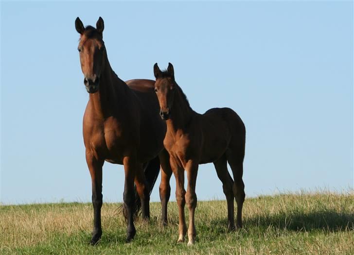 Dansk Varmblod Heartlight Sortebjerg billede 3