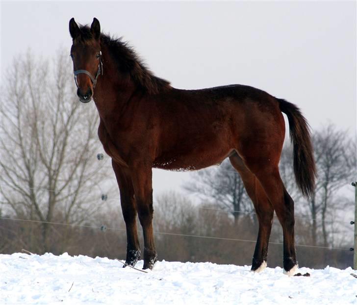 Dansk Varmblod Heartlight Sortebjerg billede 4