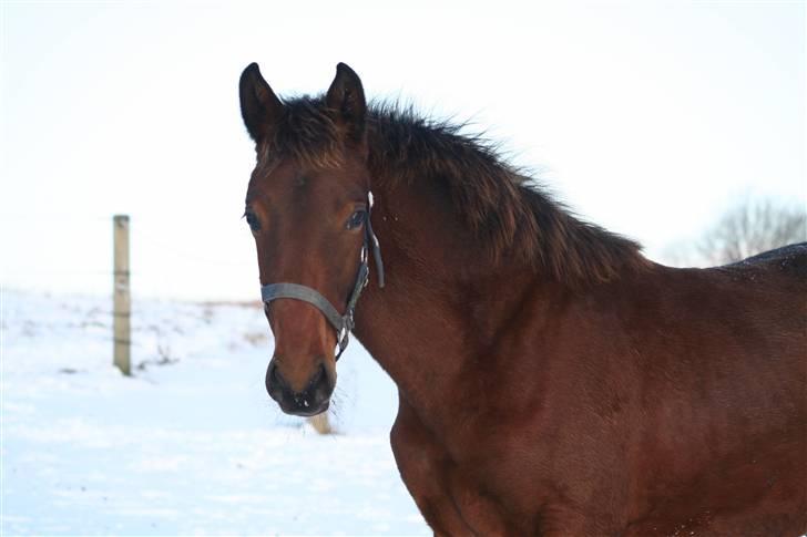 Dansk Varmblod Heartlight Sortebjerg - Mit "hjertelys" <3 billede 5