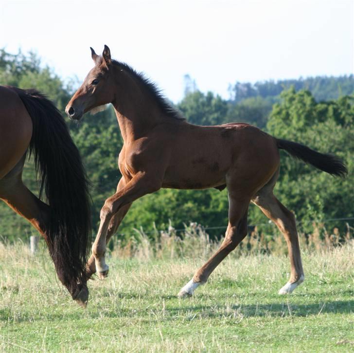 Dansk Varmblod Heartlight Sortebjerg billede 6