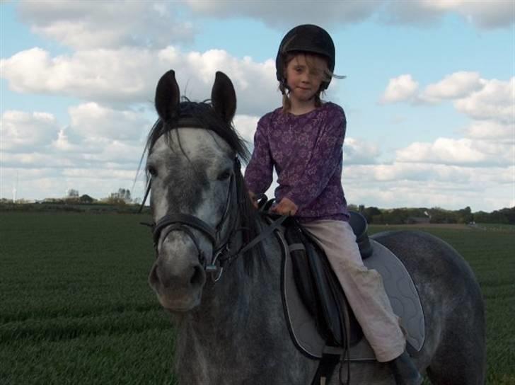 Andalusier Django billede 4