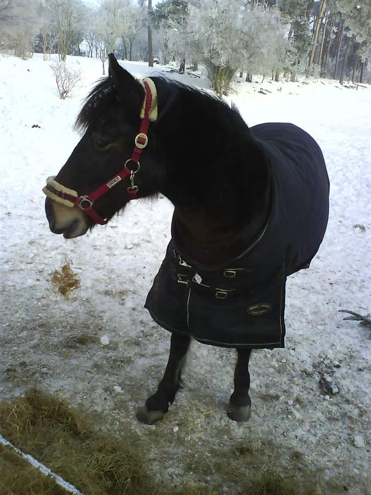 New Forest • Shila • - Vinteren 2o1o..  billede 6