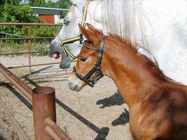 Anglo Araber (AA) Tacha Al Ziyadah *RIP* - Tacha med først fødte hingste føl hos os, Butterhill´s Dusty Tawny e. Doge Du Taillanet billede 1