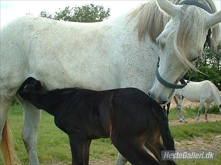 Anglo Araber (AA) Tacha Al Ziyadah *RIP* - Tacha med Chasmine´s lillesøster Butterhill´s Chanté. 2005 billede 16