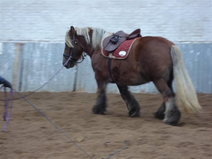 Jyde Dawn Af Aggersgård RIP - dygtig lille hest billede 10