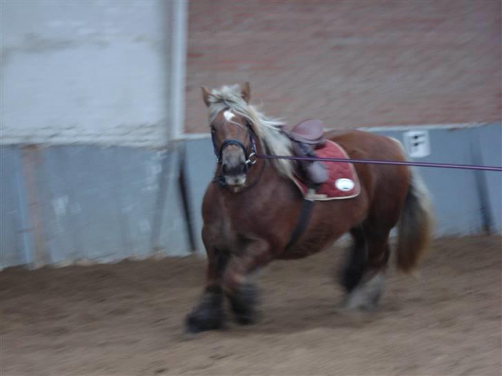 Jyde Dawn Af Aggersgård RIP - ja jeg kan godt trave  billede 11