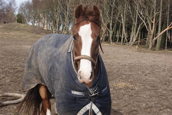 DSP Sejerø's Jackie TIDL PONY - Skatt,,,,du er den smukkeste! <3 |FOTO Cecilie Terp| billede 1