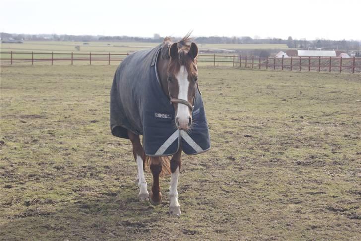 DSP Sejerø's Jackie TIDL PONY - your always be loved! <3 |FOTO Cecilie Terp| billede 2