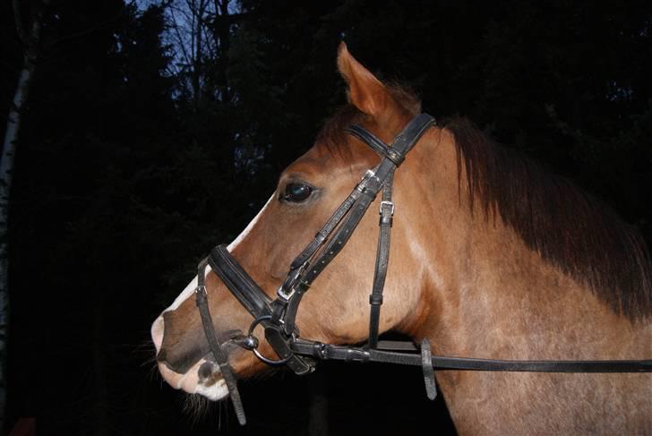 DSP Sejerø's Jackie TIDL PONY - den dejlige ponzzer! |FOTO Cecilie Terp| billede 4