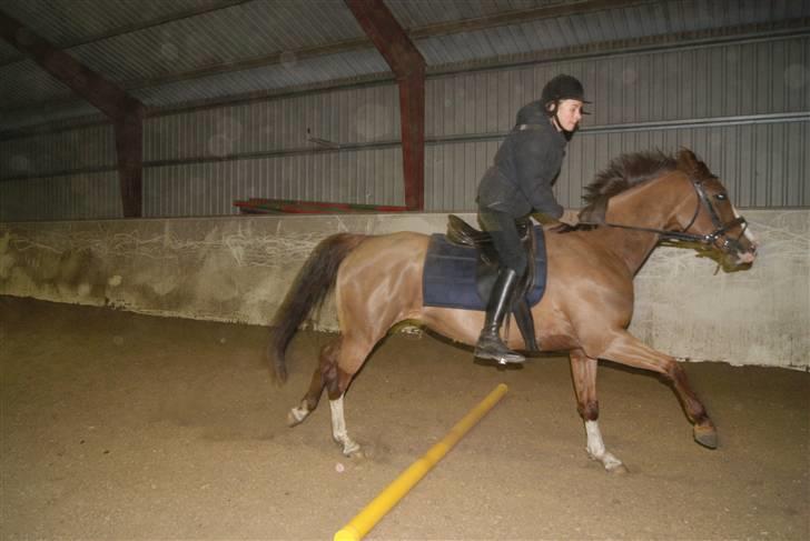 DSP Sejerø's Jackie TIDL PONY - der er squ fart over feltet! <3 |FOTOCecilie Terp| billede 5