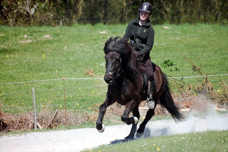 Islænder Ýfir fra Katulabo - *11 Min Tutter og jeg i galop til Hildingurs Træningsstævne FORÅR 2011 [Claus] billede 11