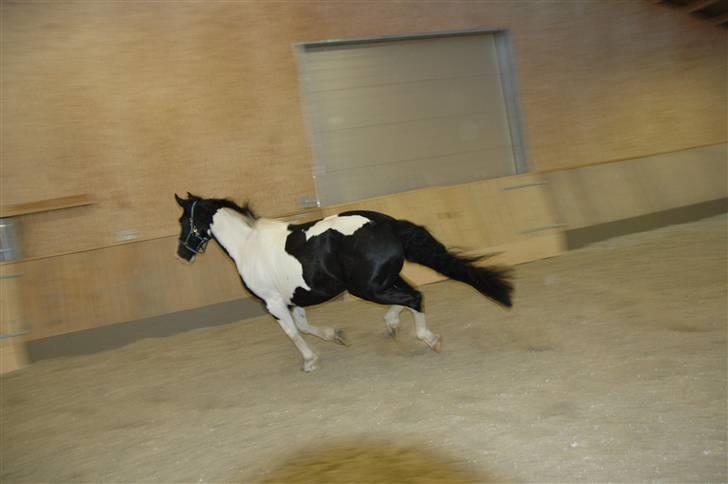 Anden særlig race Snoopy - SOLGT... billede 15