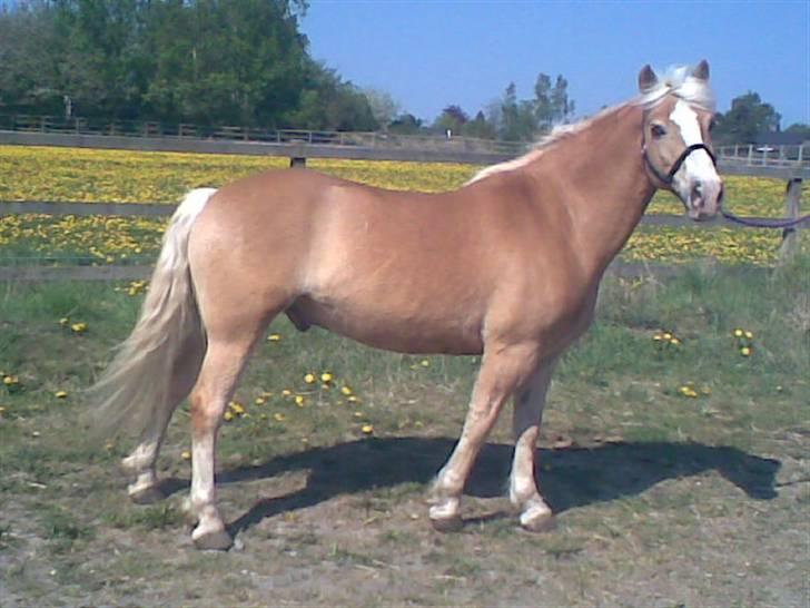 Haflinger Jasper Wandein  billede 2