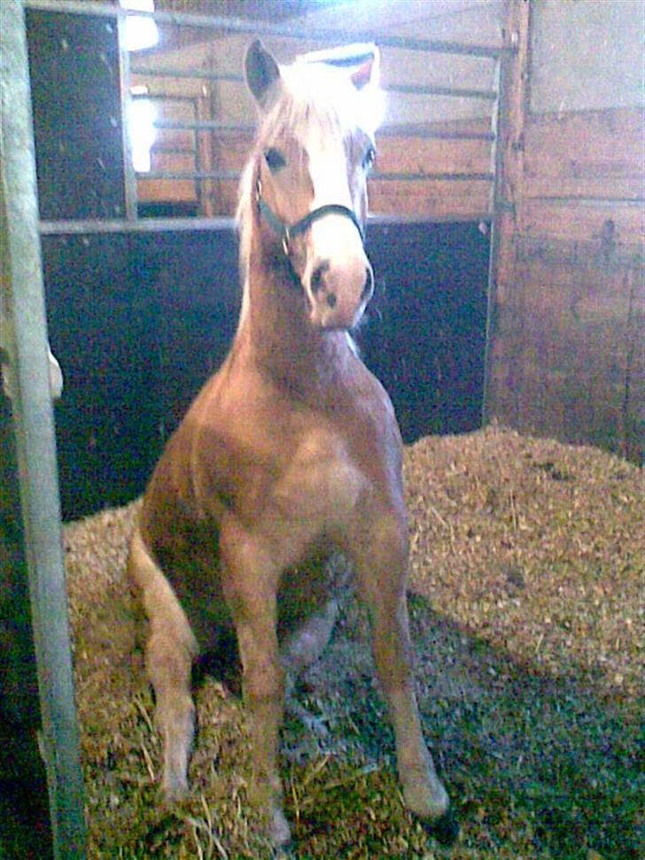 Haflinger Jasper Wandein  - Fjolle wanse :P billede 3