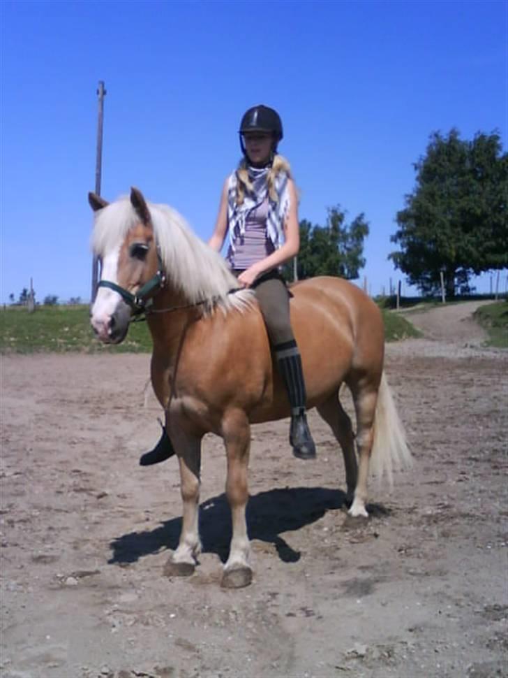 Haflinger Jasper Wandein  billede 5