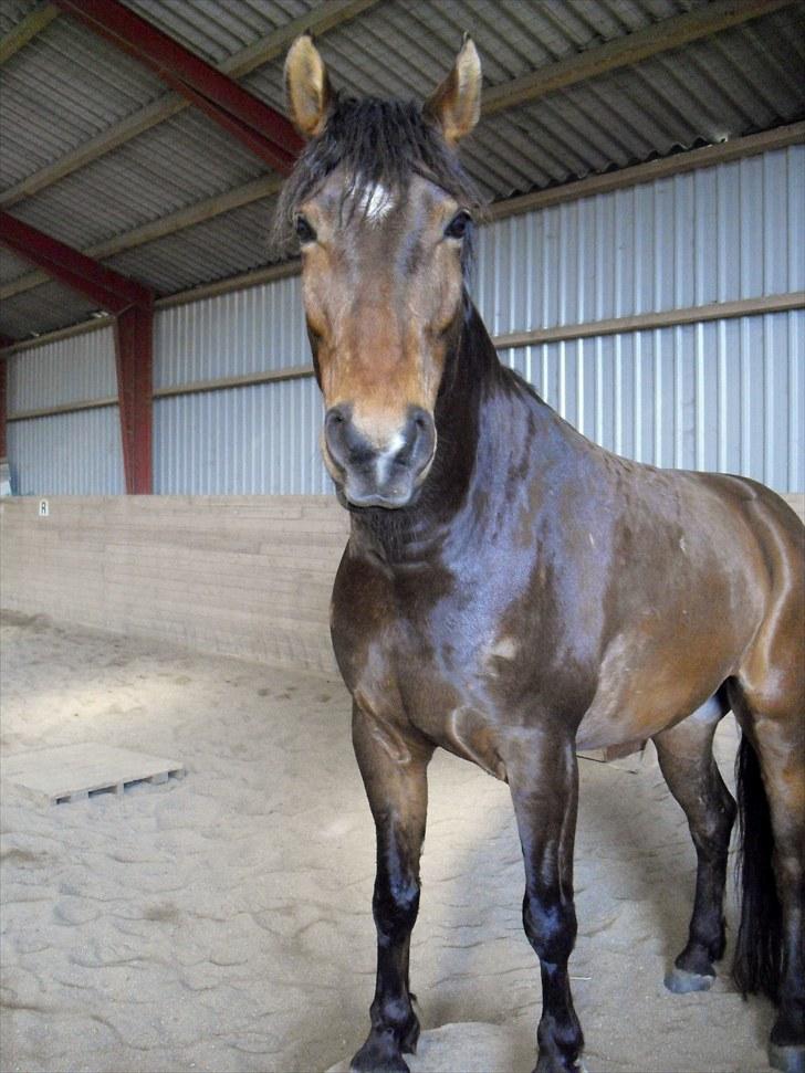 Anden særlig race Ferdinan billede 9
