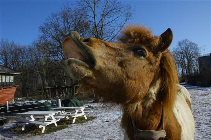 Islænder Kemba v. Asbeck  - 18. Hun smiler på kommando.. :D Foto: Mig billede 18