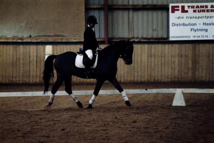 Welsh Pony (sec B) Bjerregårds Sergeant *solgt* - Stævne i hammelev (: billede 15