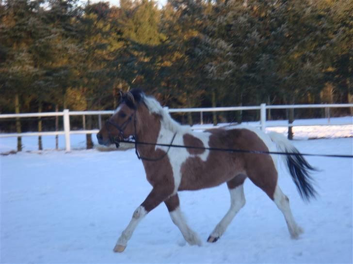 Anden særlig race Topper (SOLGT) - Første gang i longe billede 7